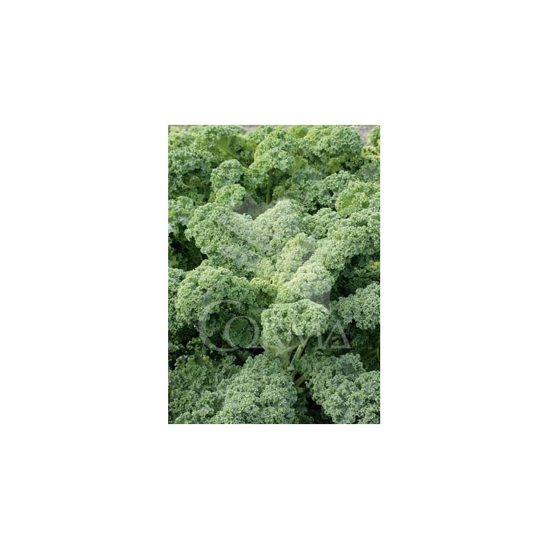 COLKA 10,5 Col Kale  E