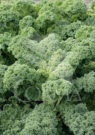 COLKA 10,5 Col Kale  E