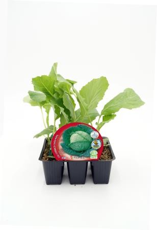 COLMI Band.08x06 Col Milán E