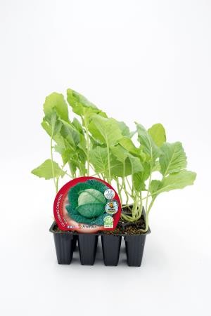 COLMI Band.08x12 Col Milán E