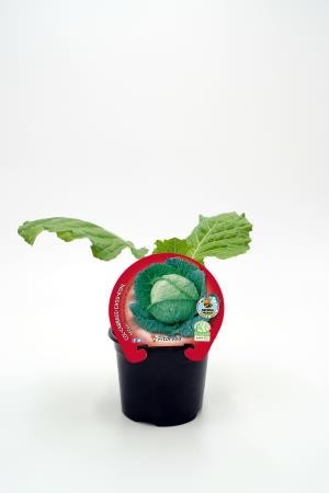 COLMI 10,5 Col Milán E