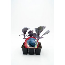 COLOM Band.08x06 Col...