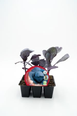 COLOM Band.08x06 Col Lombarda E