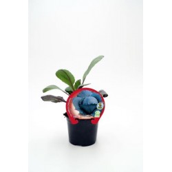 COLOM 10,5 Col Lombarda E