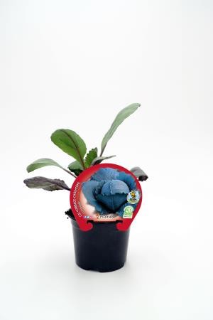 COLOM 10,5 Col Lombarda E