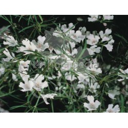 WESLO 24  Alt.30/40 E