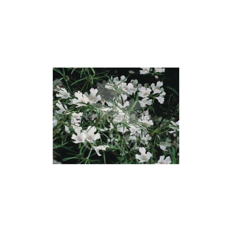 WESLO 24  Alt.30/40 E