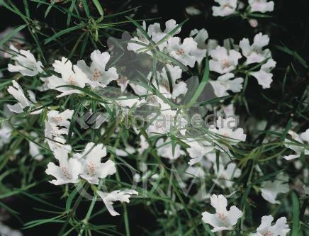 WESLO 24  Alt.30/40 E