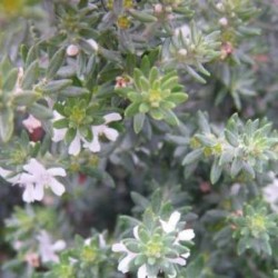 WESTI 8L Alt.30/40 E