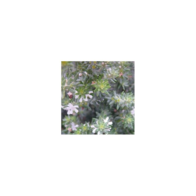 WESTI 5L Alt.20/30 E