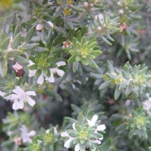 WESTI 5L Alt.20/30 E