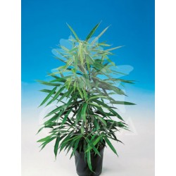 FIAMS 27 Alt.125/150 H