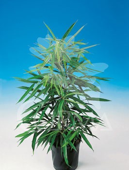 FIAMS 27 Alt.125/150 H