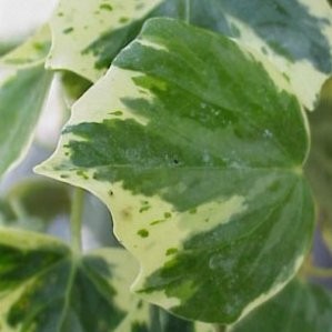 HEMIN 16 1caña/tut.150 E