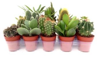 CRACA Band.20 Echeveria Ref 1/1SP E