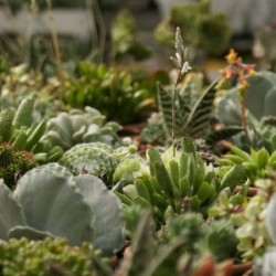 CRASU Decor.Rustico...