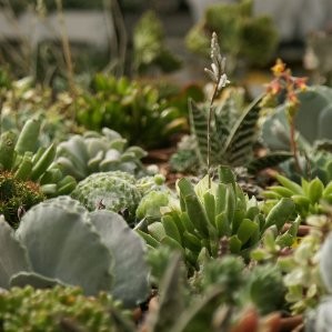 CRASU Decor.Rustico Pissarra 30 E