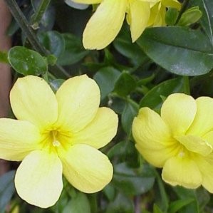 JAZME 11x11:2L 1 caña/tut.75