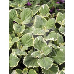 PLECT 18 MC Colgador