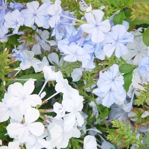 PLUMB 20 MC 3caña/tut.100/120 E