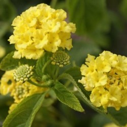 LANTA 15,5x15,5:2,5L...