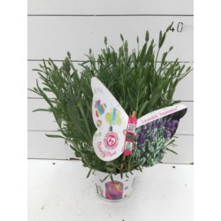 LAOAR 14 Serig. "Butterfly"