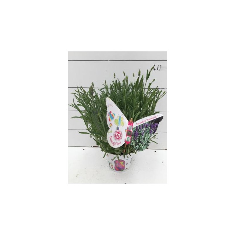 LAOAR 14 Serig. "Butterfly"