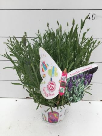 LAOAR 14 Serig. "Butterfly"