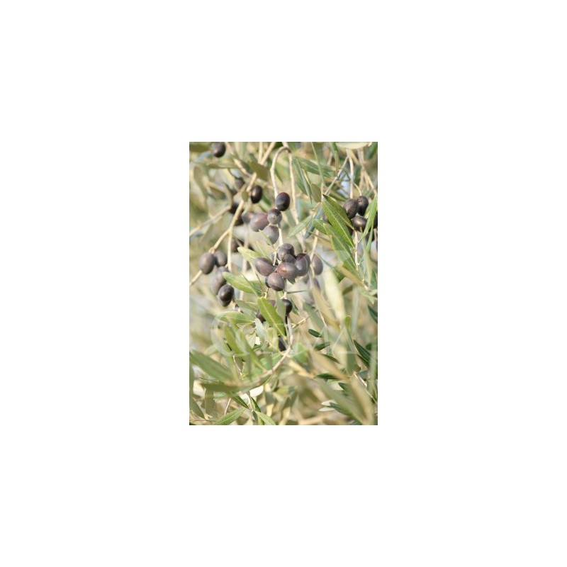 OLIVO 12L Copa 90/120 E