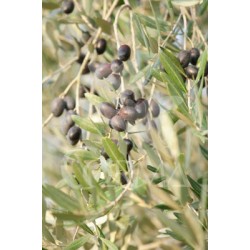 OLIVO 5L Copa 80/90 E