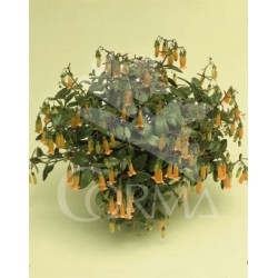 KALTE 25 MC Colgador E