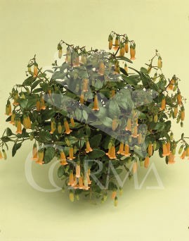 KALTE 25 MC Colgador E