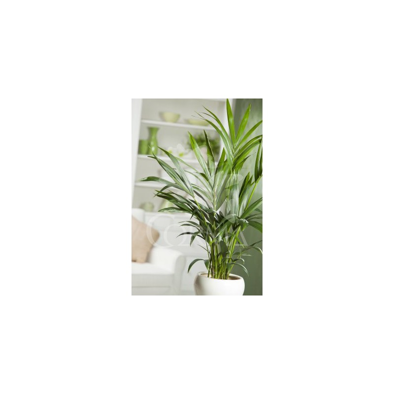 KENTI 21 Alt.150/160 E