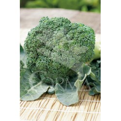 BRAIT 10,5 Brotes Brócoli E