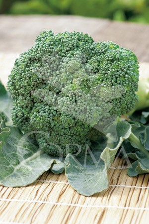 BRAIT 10,5 Brotes Brócoli E