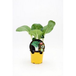 BRANE 10,5 Pak Choi E