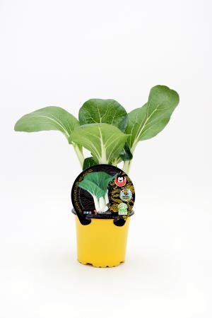 BRANE 10,5 Pak Choi E