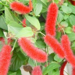 ACREP 15,5x15,5:2,5L...