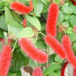 ACREP 15,5x15,5:2,5L Mediterránia