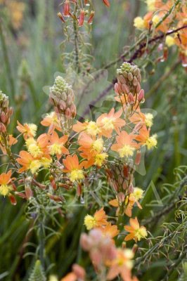 BULHA 4,5L MC "Origins"