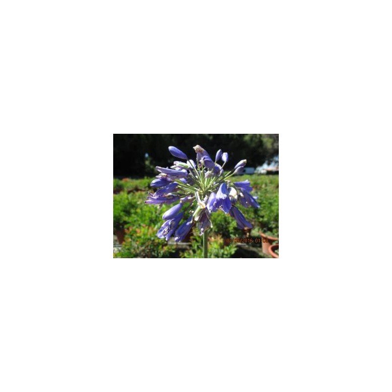 HEPRU 15,5x15,5:2,5L Mediterránia