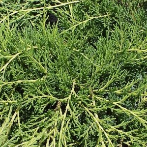 JUNOL 3L Alt.30/40 E