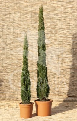 CUPTO 30L Alt.200/250 E