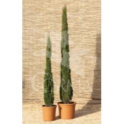 CUPTO 25L Alt.175/200 E