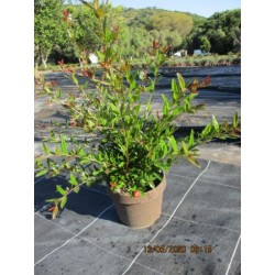 PUGMA 4,5L MC "Origins"