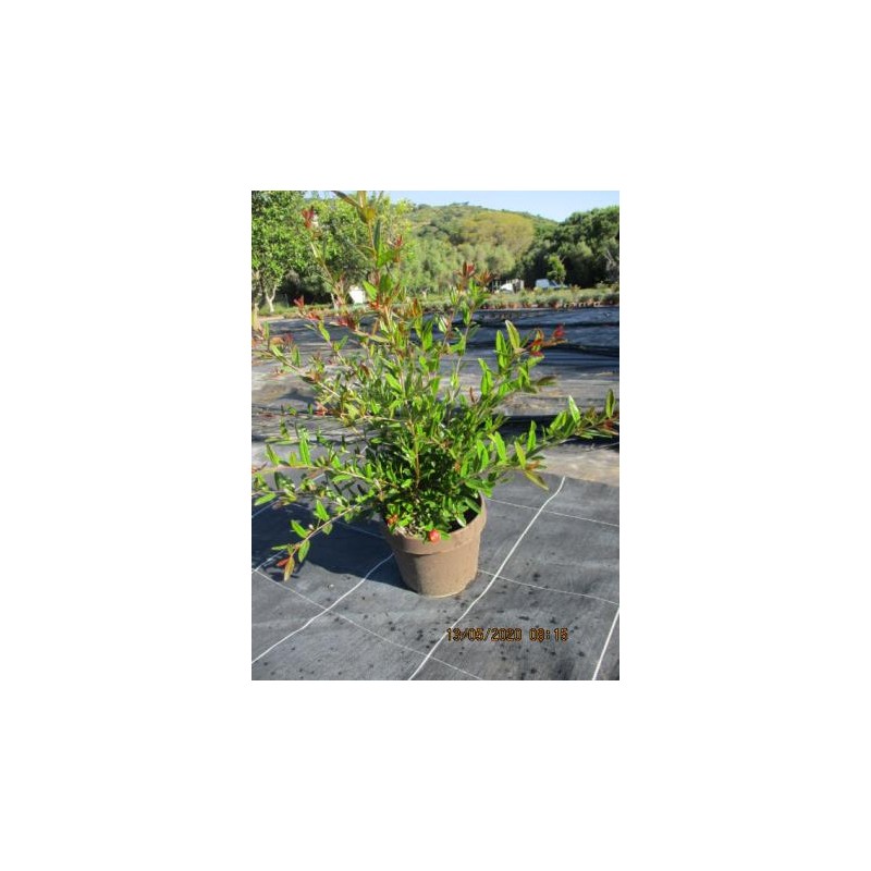 PUGMA 4,5L MC "Origins"