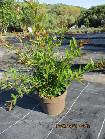 PUGMA 4,5L MC "Origins"