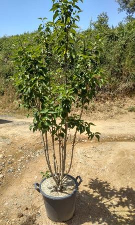 SYRCH 30L Alt.150/175 E