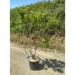 SYVMI 30L Alt.150/175 E