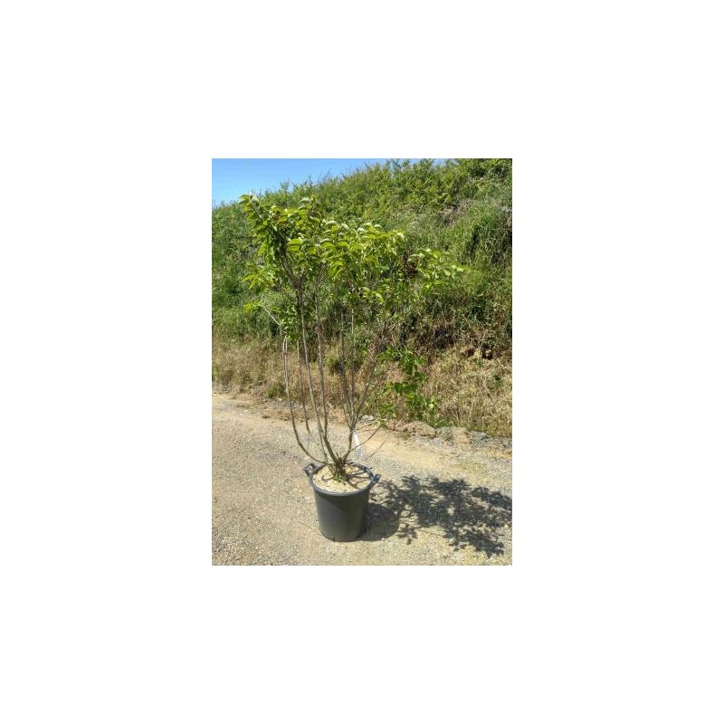 SYVMI 30L Alt.150/175 E